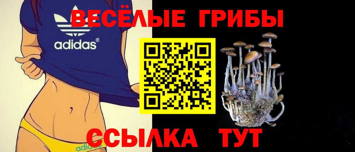 Галлюциногенные грибы Psilocybe Буйнакск